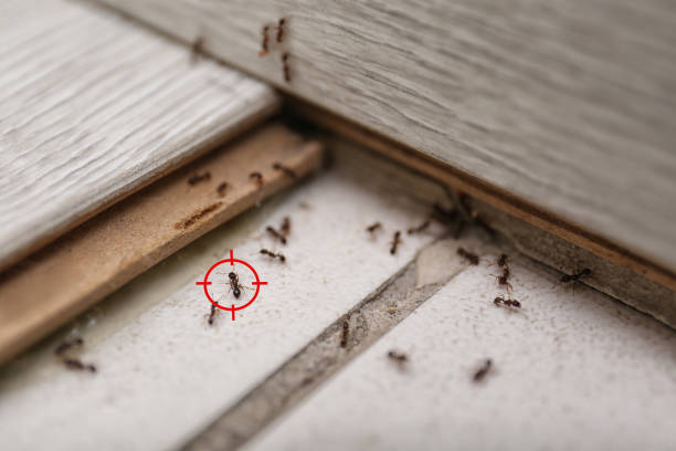 Best Affordable Pest Control Services  in Ferrysburg, MI